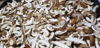 표고버섯 효능_15