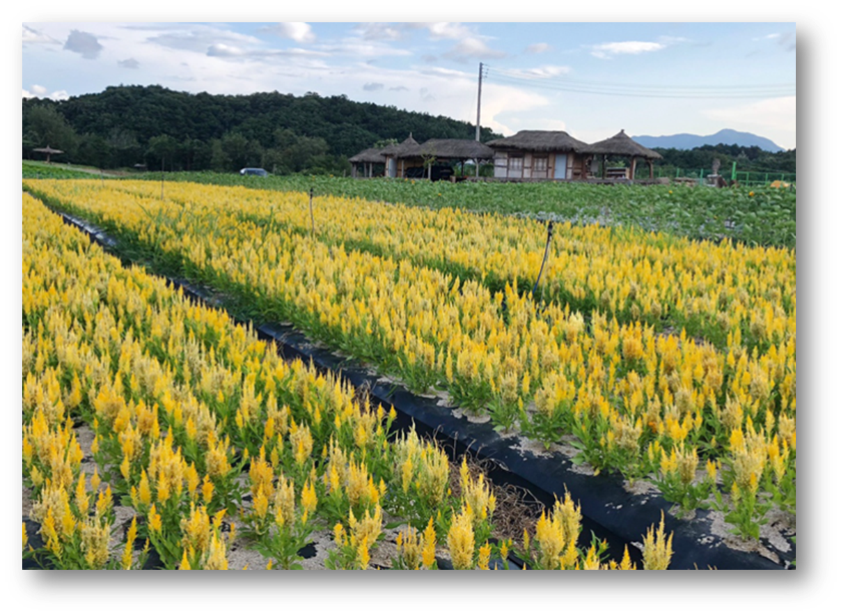 철원 고석정 꽃밭3