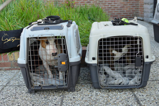 강아지 이동장이 필요한 이유