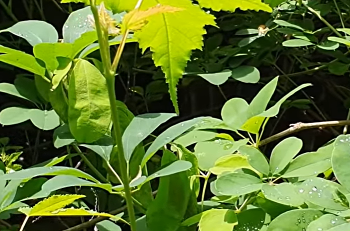 으름덩굴 줄기