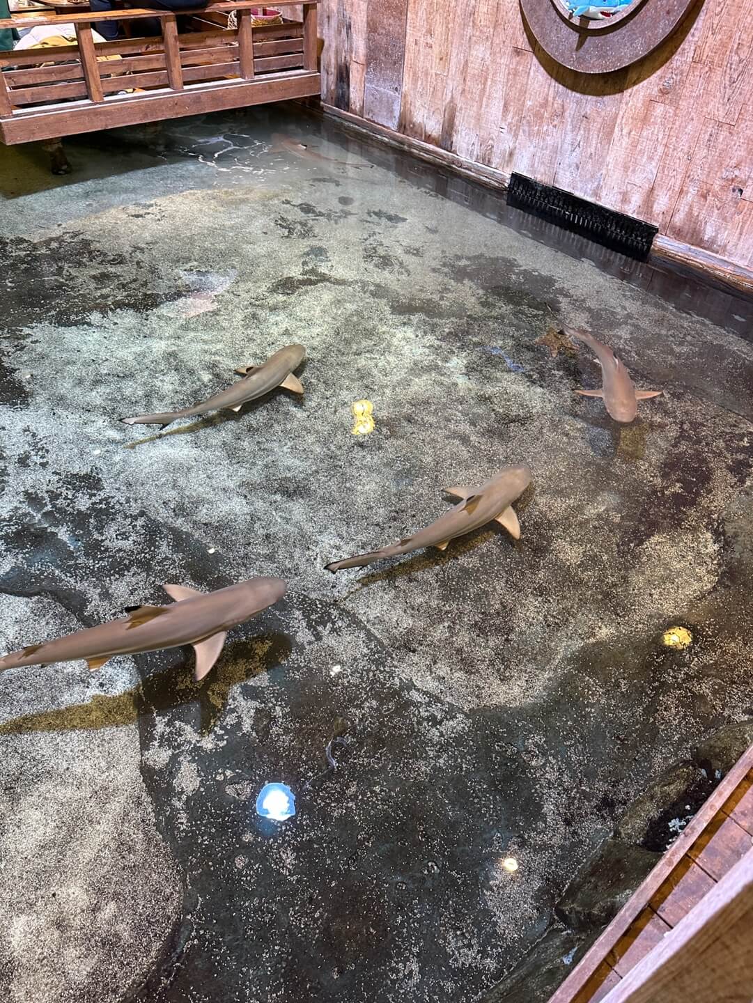 주렁주렁 동탄점 아쿠아존 상어 가오리 수조