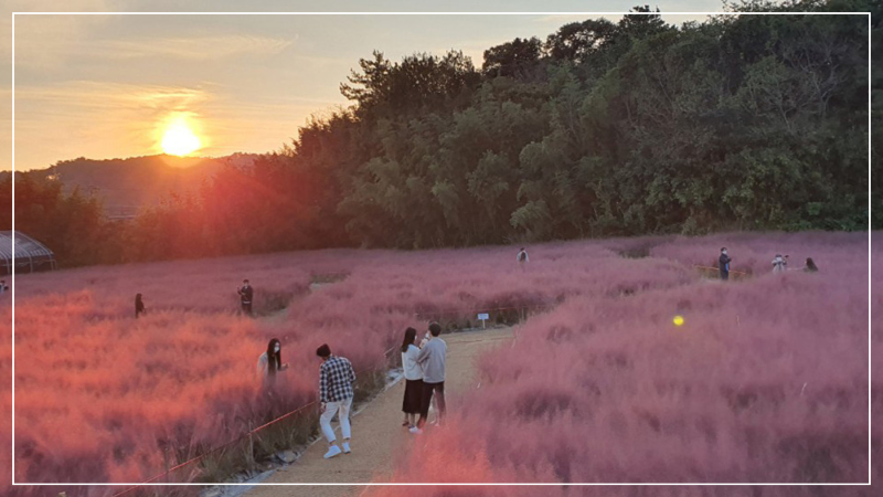 고창 청농원 핑크뮬리 축제 이미지/ 출처: 고창 청농원