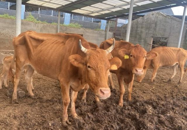 12간지 순서 띠별 성향 소