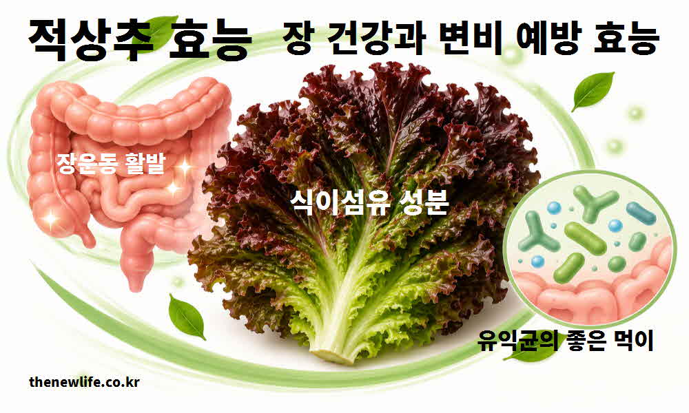 적상추 효능 장 건강 변비 예방