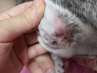 &amp;quot;고양이