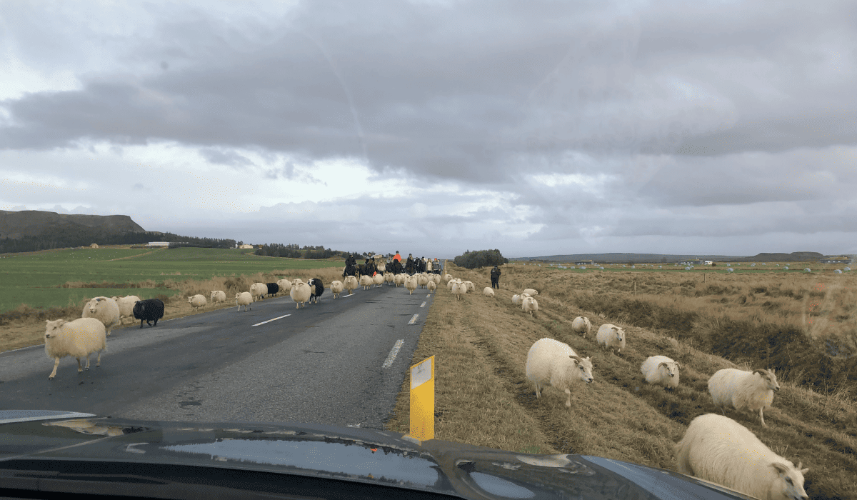 제주렌트카비교사이트_35