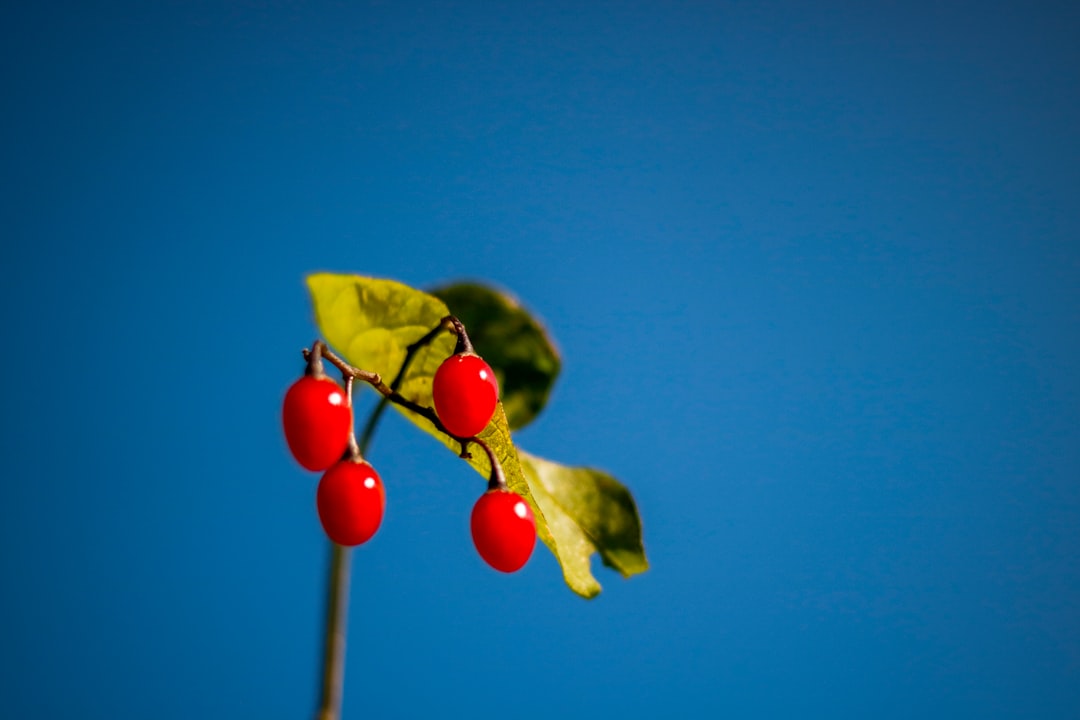 Goji berry