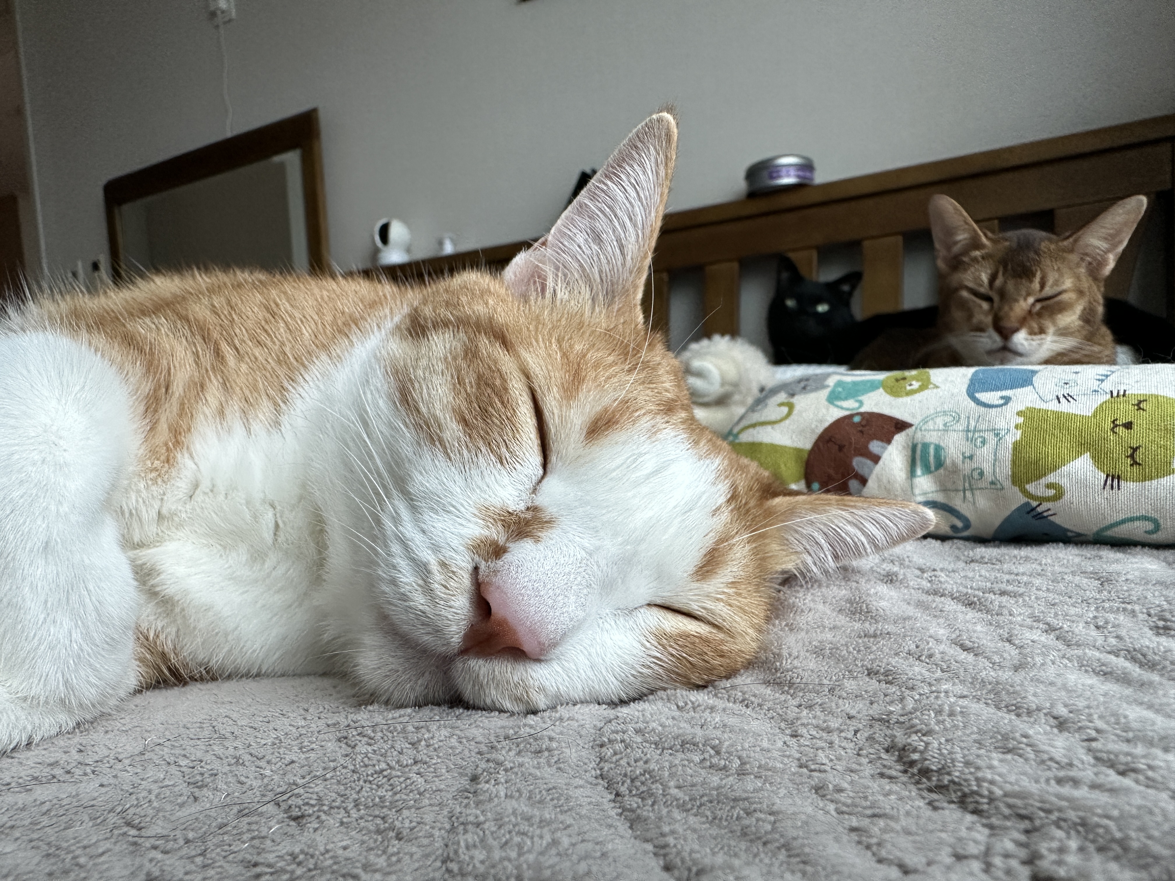 자고_있는_호야_얼굴과_루디와_건이