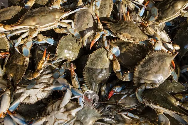 활꽃게&amp;#44; 냉동꽃게 찌기&amp;#44; 해감하기&amp;#44; 꽃게 손질&amp;#44; 세척방법