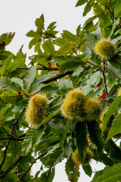 밤나무 꿈 해몽