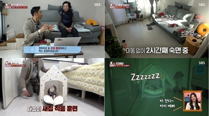 잠 안자는 강아지 이유와 해결 방법 TV 동물농장 다시보기 다솜이