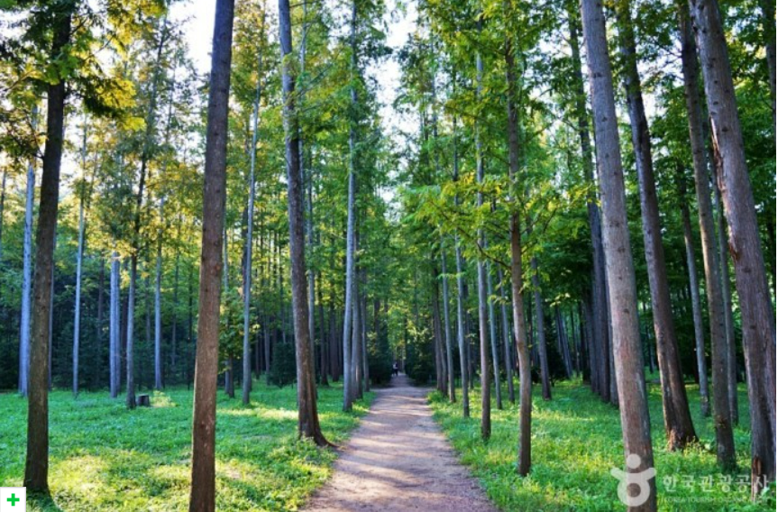 나는솔로 18기 촬영지 메타세콰이어 숲길 연인과 함께 가보기