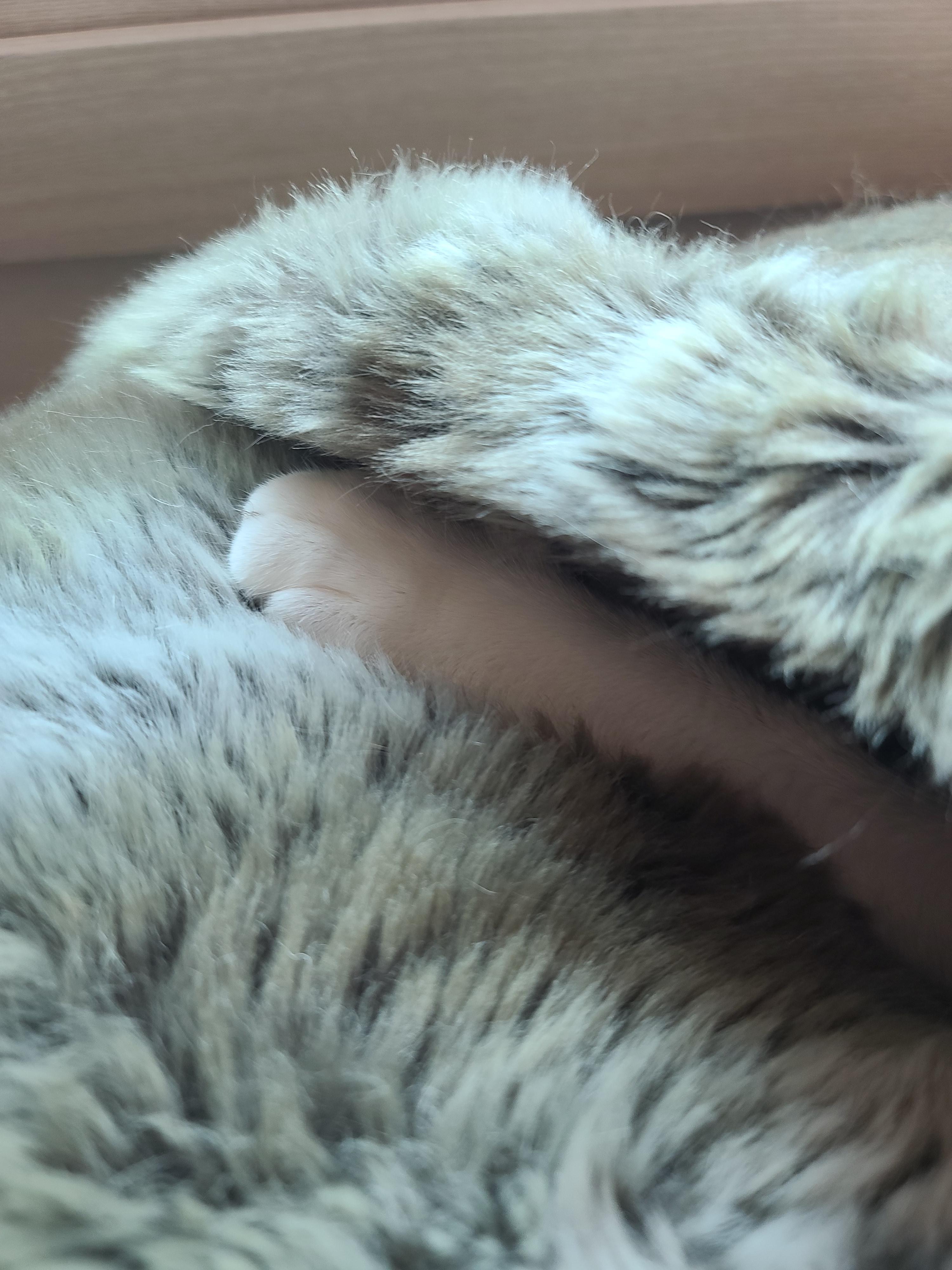 집사가 청소를 대충 할 수밖에 없었던 이유 (feat. 막둥이)