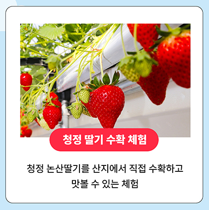 2024년 논산 딸기 축제 일정 및 주차장 안내