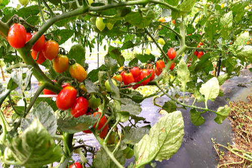 방울토마토-수확시기