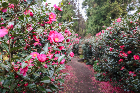 제주도 동백꽃 명소 best 5