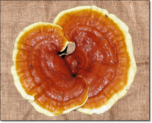 영지버섯