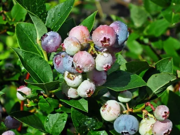 건강에 좋은 냉동 블루베리