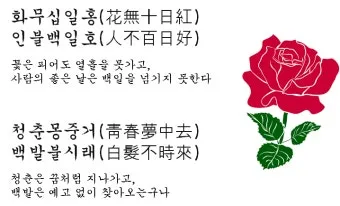 화무십일홍 뜻과 화무십일홍 권불십년 花無十日紅 자료집_10