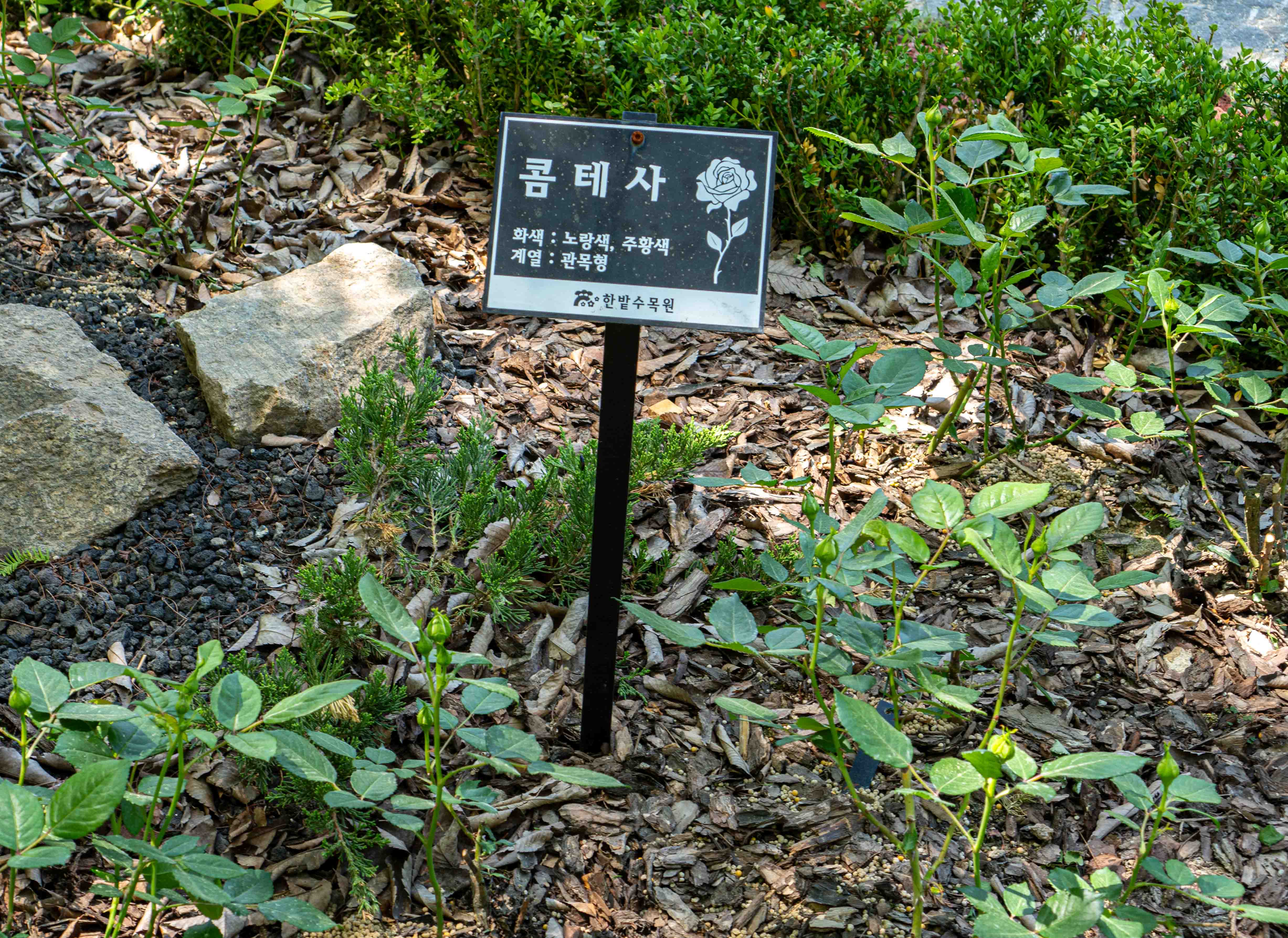 대전 장미 명소