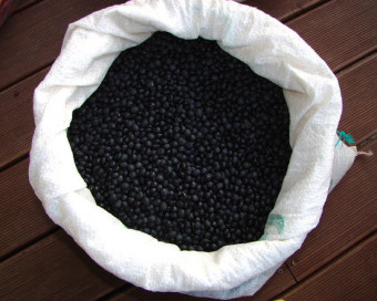 수확 타이밍과 보관법