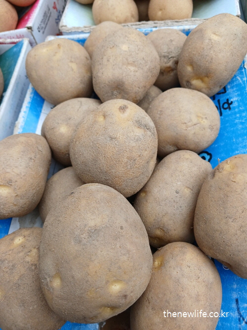 탄수화물 부족 증상 예방에 좋은 복합 탄수화물 - 감자