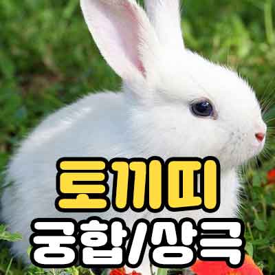 토끼띠 궁합 상극