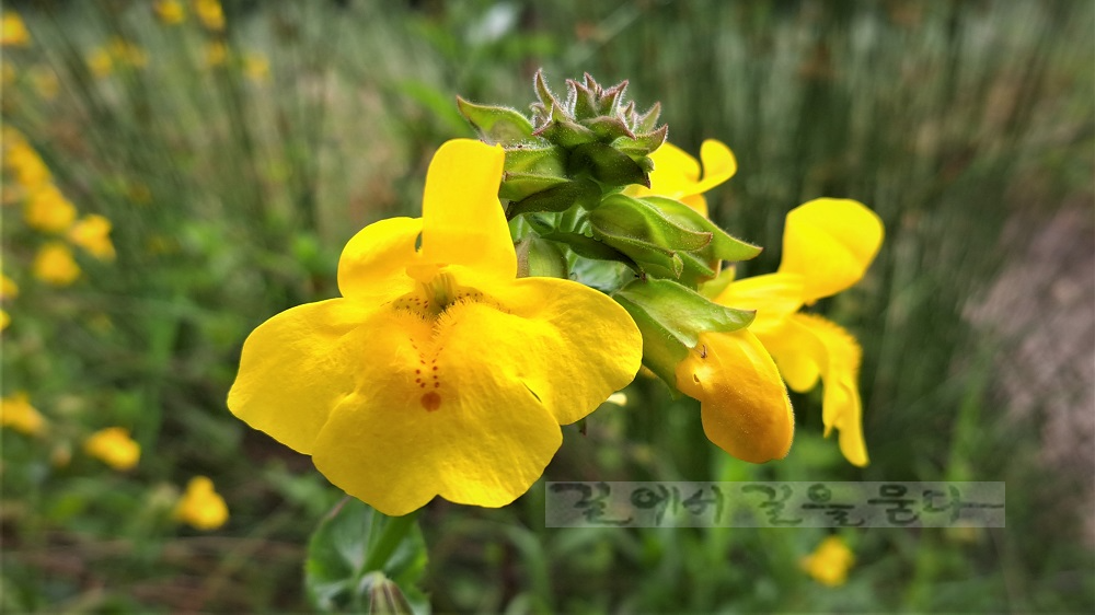 노랑원숭이꽃