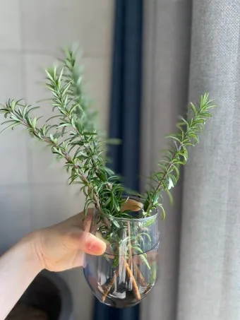 로즈마리 재배 삽목 번식 배수성 좋은 흙 관리_11