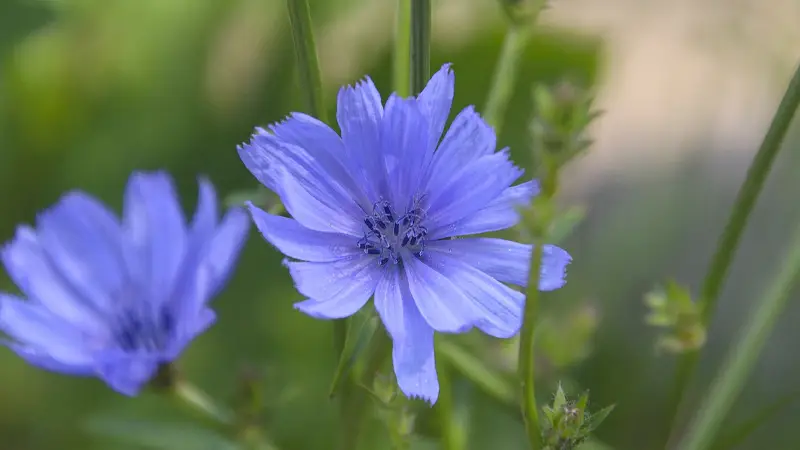 치커리 효능 5가지와 부작용 그리고 영양정보