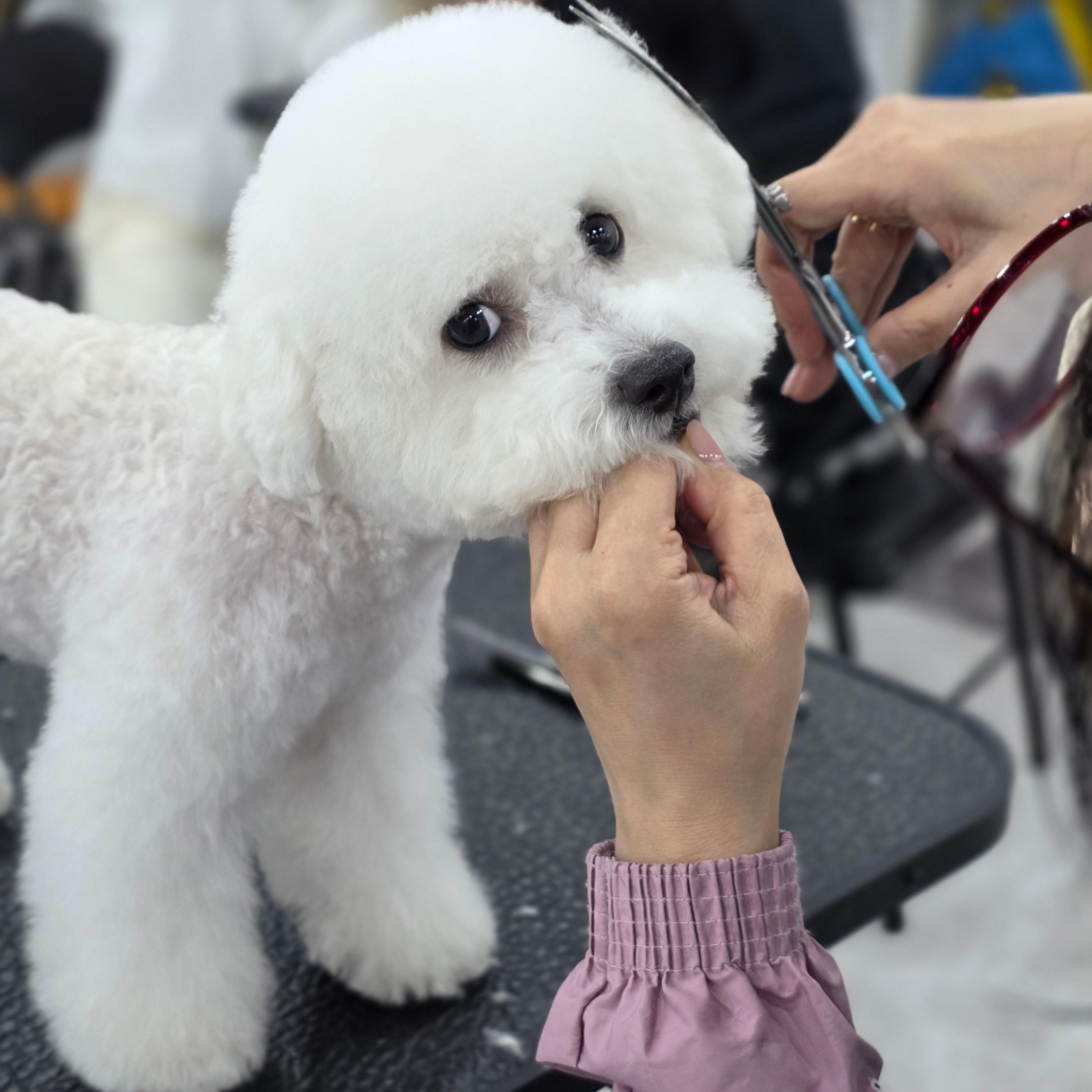 부산진구애견미용학원