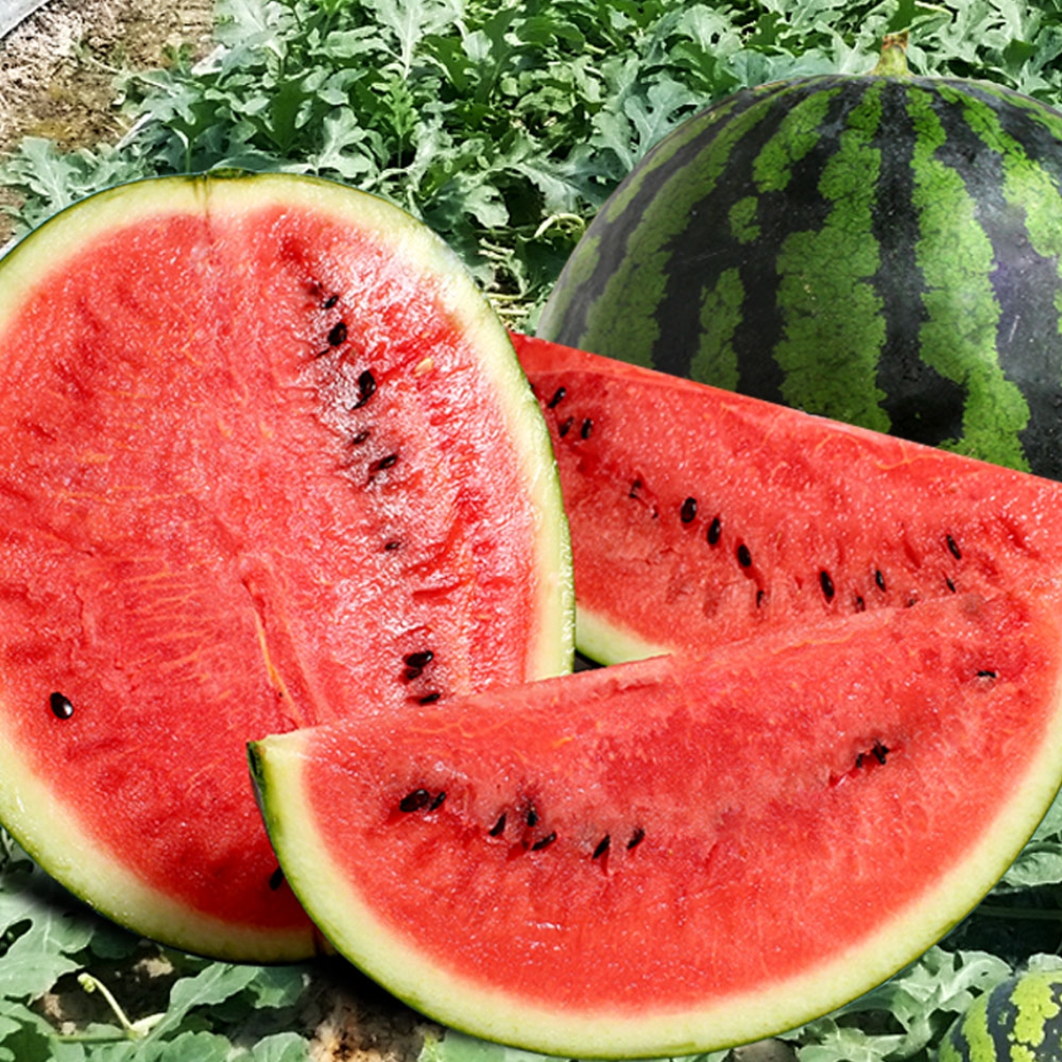 맛있는 수박 고르는 법