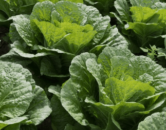 김장 담그기 좋은 배추 좋은 무 고르는방법