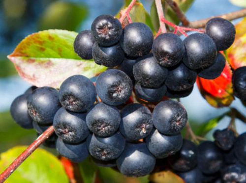 아로니아 효능 부작용 먹는법