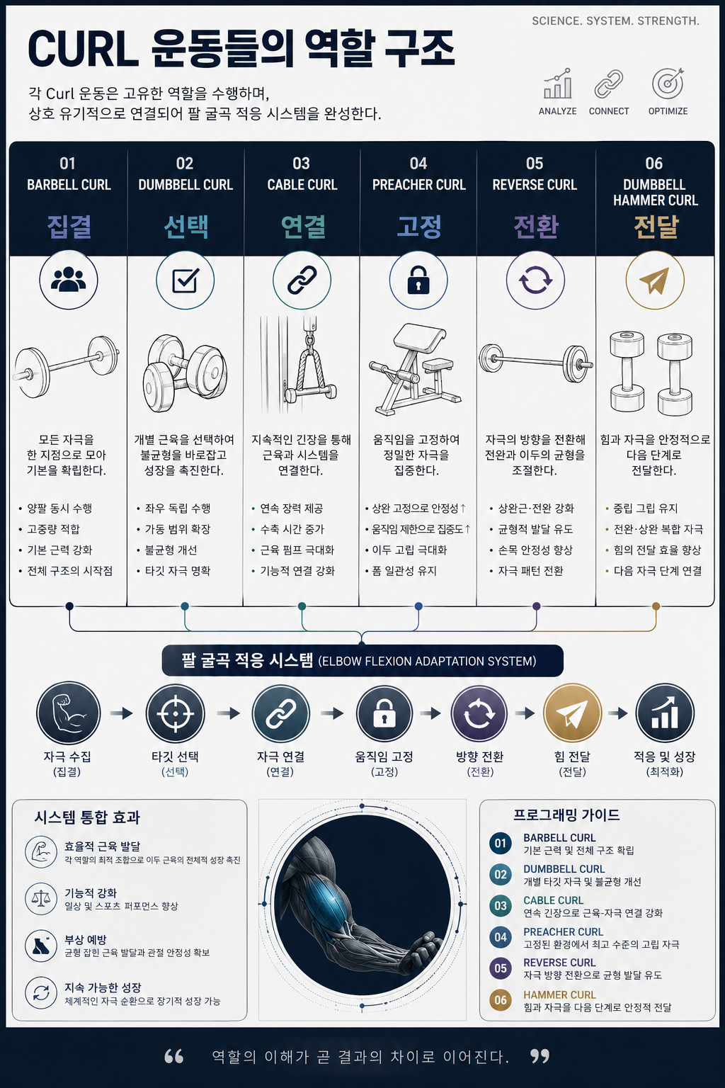Curl 운동들의 역할 구조