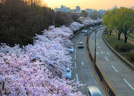 경상북도 꽃보라 동산 벚꽃터널 벚꽃 벚꽃 명소 베스트 5 벚꽃시기 만개시기 드라이브 코스