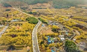 구례 산수유꽃축제