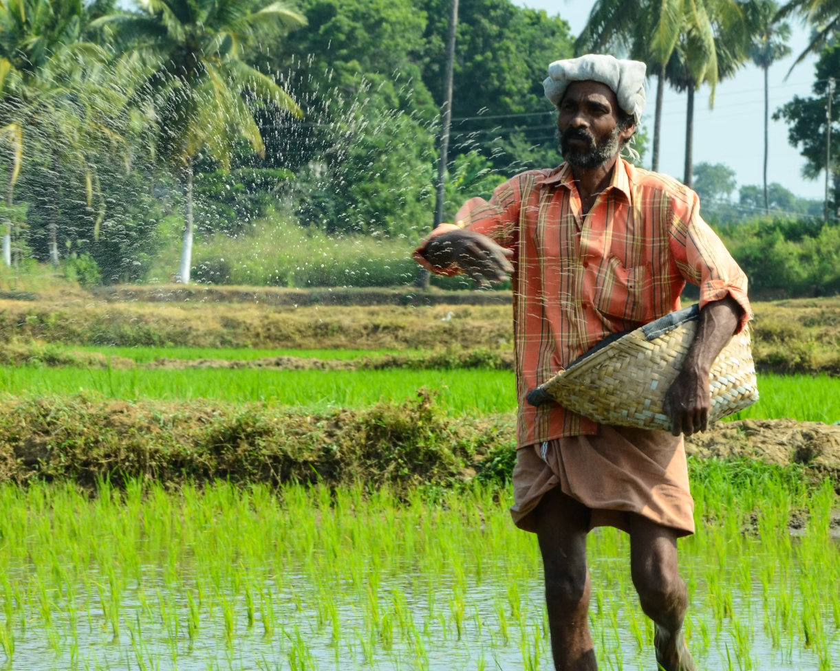논에-비료주는-남자-사진