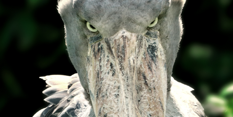 아라마루 아쿠아리움