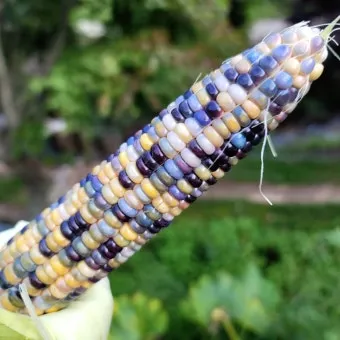 옥수수 키우는 법 품종 파종 수분수 당도 올리는 비결_6