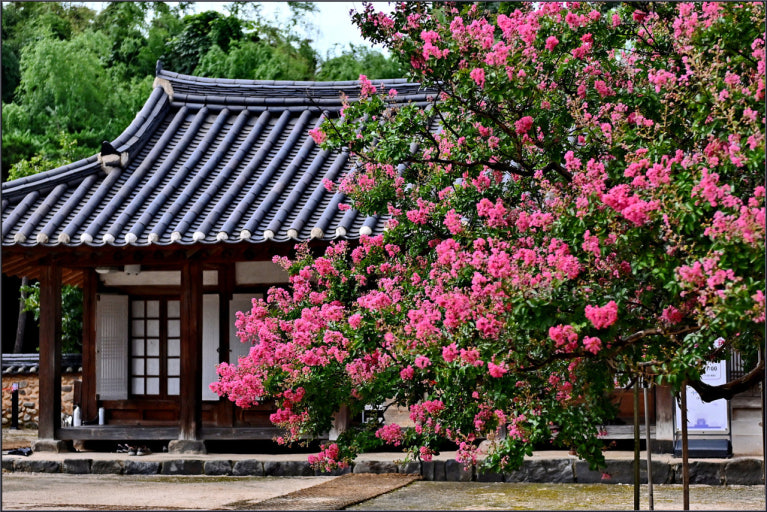 논산 여름 배롱나무와 역사 여행 주요 명소 및 코스 사진