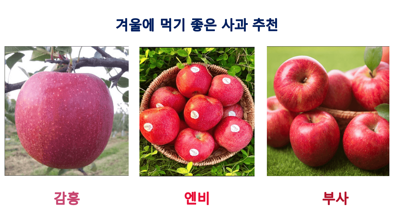 겨울에 먹기 좋은 사과 추천 (감홍, 엔비, 부사)