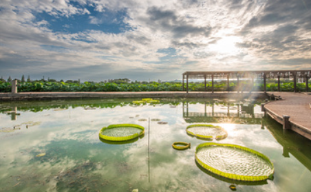 무안 연꽃축제 일정 장소 공연 행사 주차