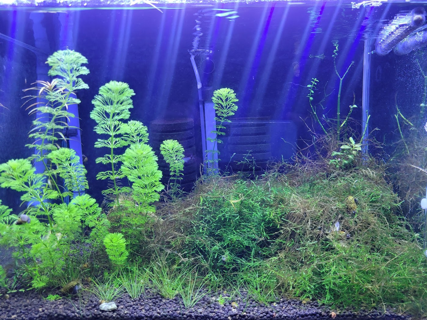 암브리아 삼각모스가 자라고 있는 어항