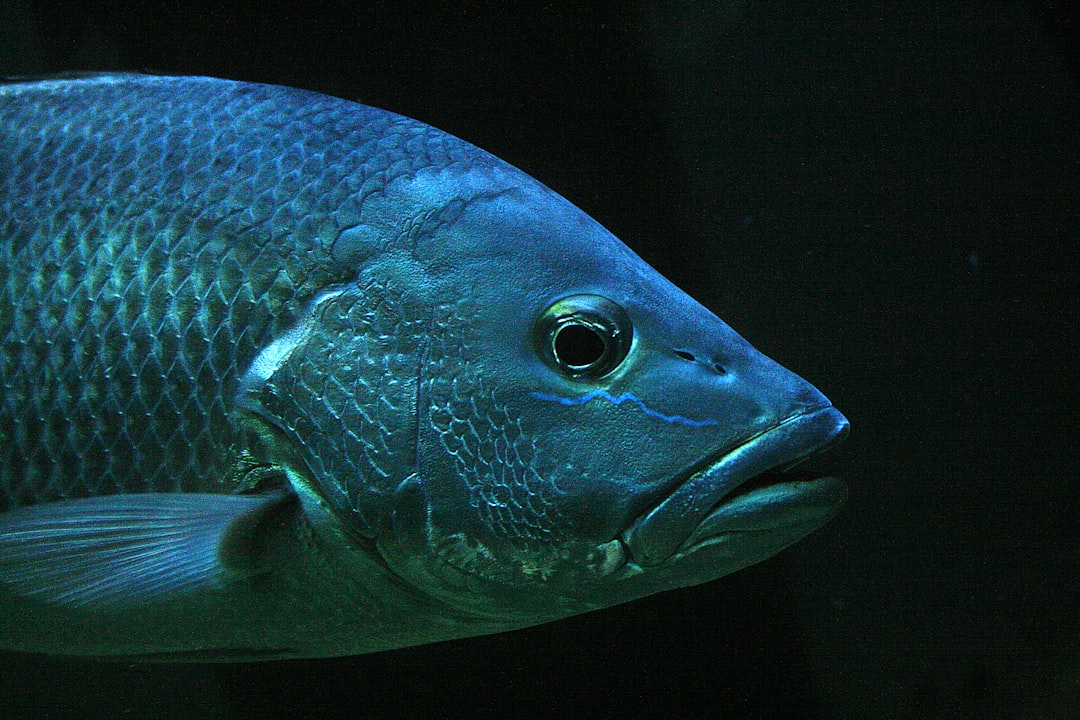 Astaxanthin