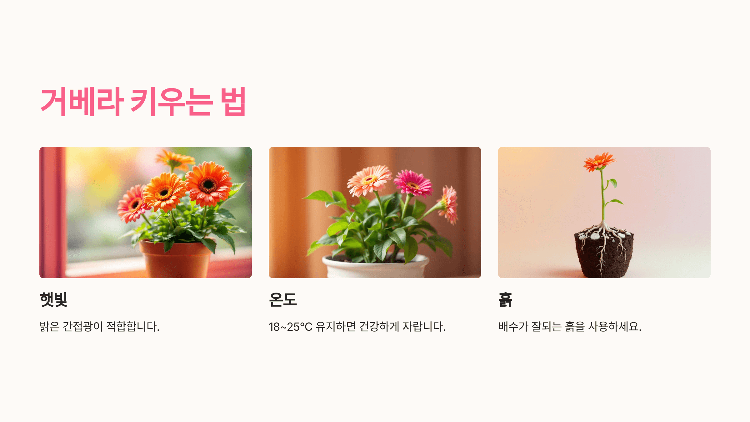 거베라 사진입니다.