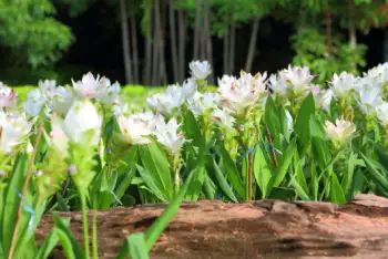 울금 효능 및 영양성분, 부작용과 주의점