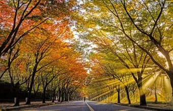 가을 단풍여행 베스트 명소 시니어 추천 코스 완벽 가이드_18