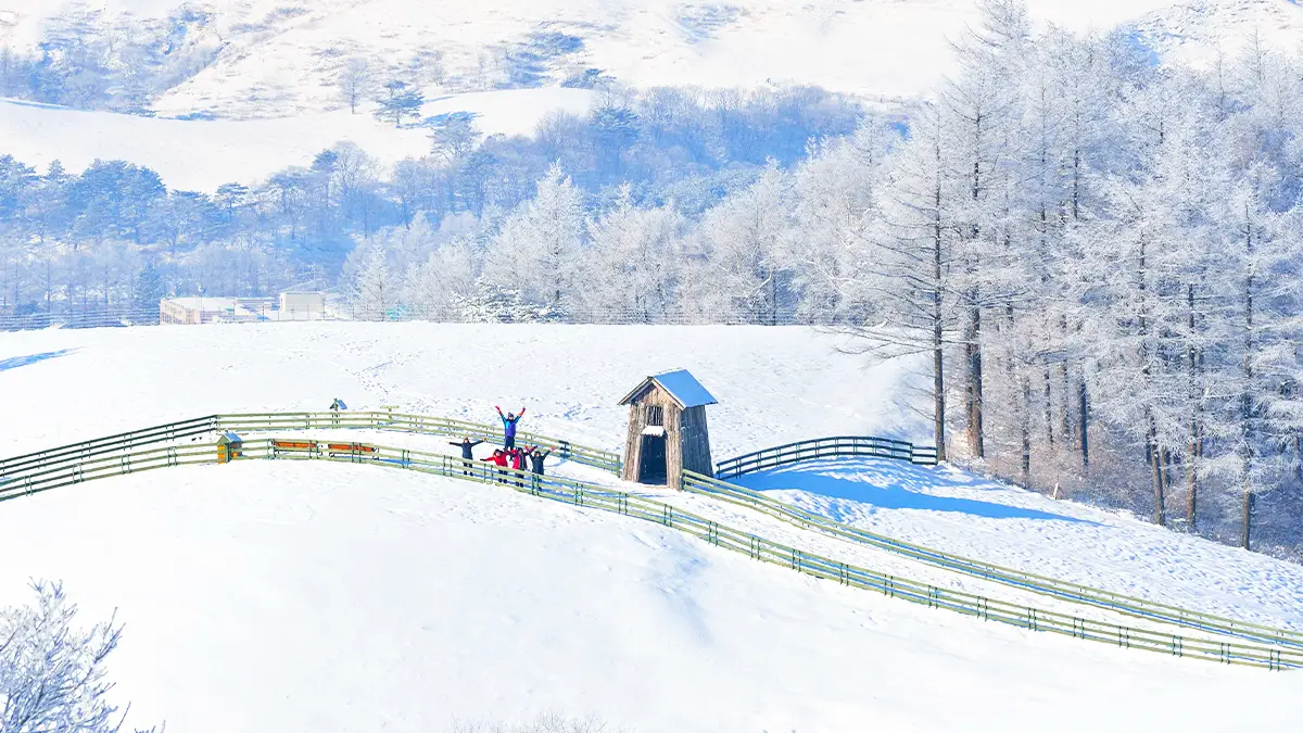 강원도 1박2일 가족여행 평창 알펜시아 눈썰매장과 양떼목장 체험