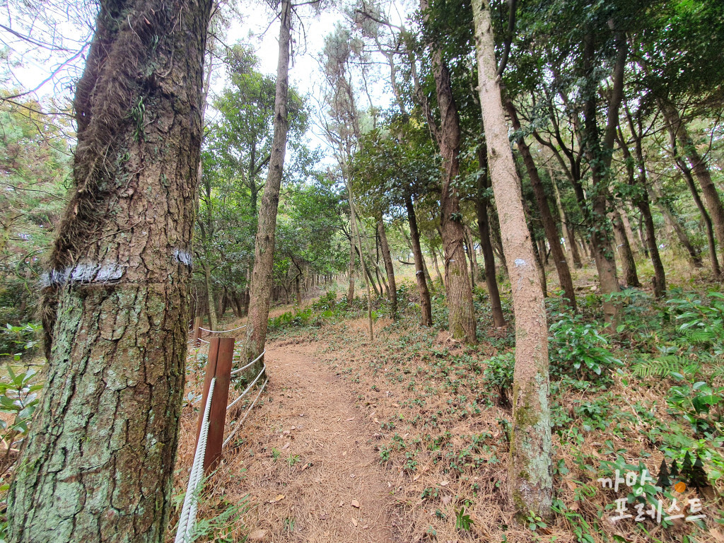 대왕산 올라가는길
